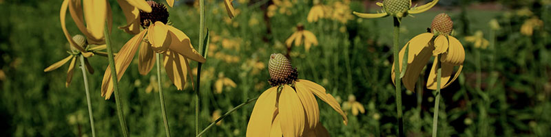 Yellow flowers in a feild.